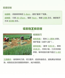 韭菜高产栽培技术,选对品种,掌握关键方法 韭菜高产栽培技术,选对品种,掌握关键方法