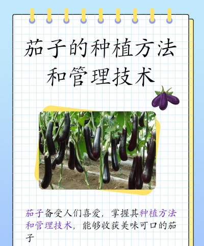 茄子栽培技术与管理,掌握关键步骤,实现高产优质 茄子栽培技术与管理,掌握关键步骤,实现高产优质