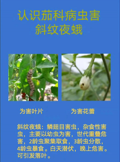 茄树病虫防治,常见问题识别,有效应对方法 茄树病虫防治,常见问题识别,有效应对方法