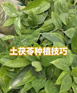茯苓的栽培技术,掌握关键步骤,实现高产优质 茯苓的栽培技术,掌握关键步骤,实现高产优质