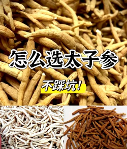 太子参栽培技术,选对方法,轻松上手 太子参栽培技术,选对方法,轻松上手