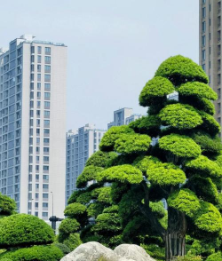 绿化树的设计,提升环境美感,创造舒适空间 绿化树的设计,提升环境美感,创造舒适空间