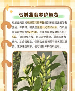 石斛花买回来怎么养,新手入门指南,轻松养活不踩坑 石斛花买回来怎么养,新手入门指南,轻松养活不踩坑