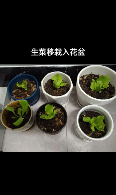 移栽培土,选对土壤,轻松养活植物 移栽培土,选对土壤,轻松养活植物