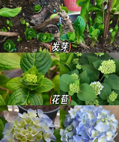 姹紫嫣红绣球花怎么养,掌握关键技巧,花开更繁盛 姹紫嫣红绣球花怎么养,掌握关键技巧,花开更繁盛