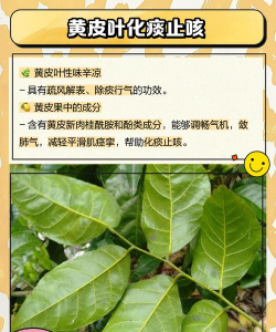 黄皮树虫害防治,识别常见虫害,掌握有效方法 黄皮树虫害防治,识别常见虫害,掌握有效方法