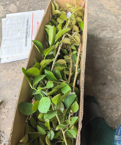 叶仙的栽培,掌握关键技巧,轻松养出健康植株 叶仙的栽培,掌握关键技巧,轻松养出健康植株