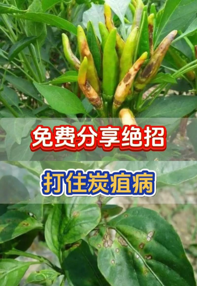 椒树病虫防治,识别常见病害,掌握有效方法 椒树病虫防治,识别常见病害,掌握有效方法