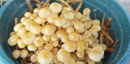 金针菇的栽培技术,掌握关键步骤,轻松实现家庭种植 金针菇的栽培技术,掌握关键步骤,轻松实现家庭种植