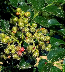 花椒树防治飞蛾,找准关键方法,轻松保护果实 花椒树防治飞蛾,找准关键方法,轻松保护果实