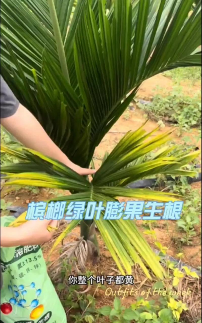 槟榔树防治管理,常见问题解析,实用技巧分享 槟榔树防治管理,常见问题解析,实用技巧分享