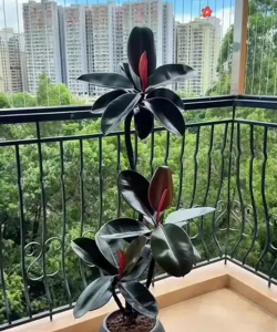 橡皮树花金刚怎么养,掌握关键技巧,轻松养出好状态 橡皮树花金刚怎么养,掌握关键技巧,轻松养出好状态