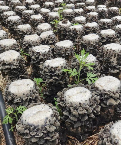 黑木耳段木栽培,选材很关键,操作有讲究 黑木耳段木栽培,选材很关键,操作有讲究