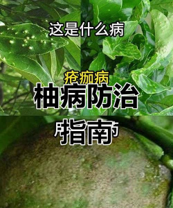 胡柚树病虫防治,常见问题解析,实用方法分享 胡柚树病虫防治,常见问题解析,实用方法分享