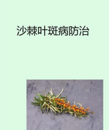 沙棘树病害防治,识别常见问题,掌握应对方法 沙棘树病害防治,识别常见问题,掌握应对方法