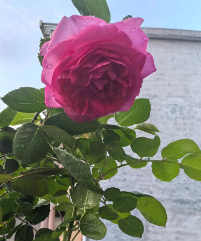 大游行月季花怎么养,新手也能轻松上手,花开满墙不是梦 大游行月季花怎么养,新手也能轻松上手,花开满墙不是梦