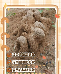 防治蚂蚁吃树,常见问题,实用方法 防治蚂蚁吃树,常见问题,实用方法