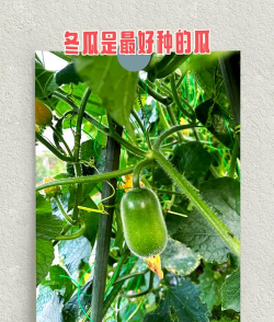 冬瓜栽培与管理技术,掌握关键步骤,实现高产优质 冬瓜栽培与管理技术,掌握关键步骤,实现高产优质