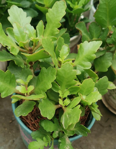 奶油慕斯长寿花怎么养,掌握关键技巧,轻松爆盆开花 奶油慕斯长寿花怎么养,掌握关键技巧,轻松爆盆开花