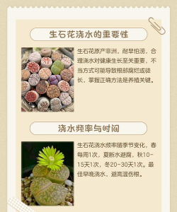 生石花怎么养个头大,掌握关键技巧,轻松养出饱满状态 生石花怎么养个头大,掌握关键技巧,轻松养出饱满状态