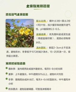 法国香水茉莉花怎么养,掌握关键技巧,轻松爆花满屋香 法国香水茉莉花怎么养,掌握关键技巧,轻松爆花满屋香