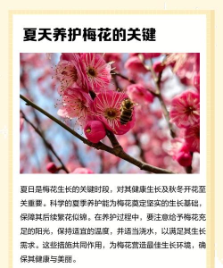 梅花栽培,选对品种,掌握关键技巧 梅花栽培,选对品种,掌握关键技巧