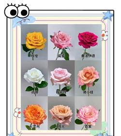 想养玫瑰花怎么选,品种挑选要点,新手避坑指南 想养玫瑰花怎么选,品种挑选要点,新手避坑指南