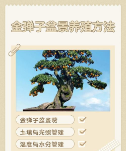 金弹子栽培,选对方法,轻松上手 金弹子栽培,选对方法,轻松上手