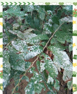 栗树虫害防治,常见问题识别,有效应对方法 栗树虫害防治,常见问题识别,有效应对方法