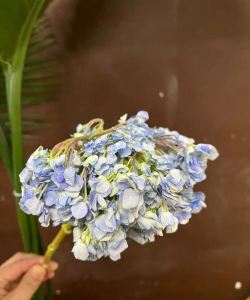 盆栽绣球花蔫了怎么养,找准原因,快速恢复生机 盆栽绣球花蔫了怎么养,找准原因,快速恢复生机