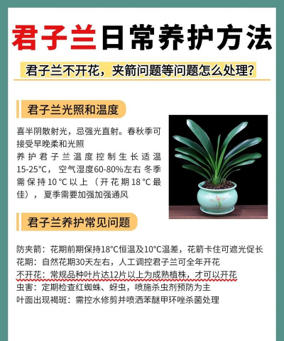 君子兰的栽培技术,掌握关键要点,轻松养出好状态 君子兰的栽培技术,掌握关键要点,轻松养出好状态