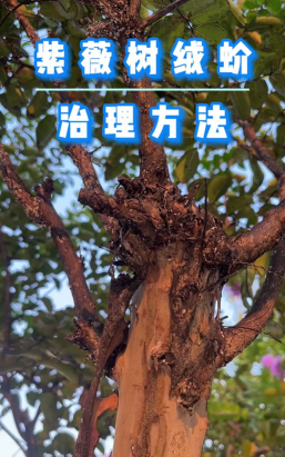 紫微树病害防治,常见问题识别,有效处理方法 紫微树病害防治,常见问题识别,有效处理方法