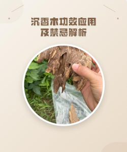 沉香树防治,常见问题解析,实用方法分享 沉香树防治,常见问题解析,实用方法分享