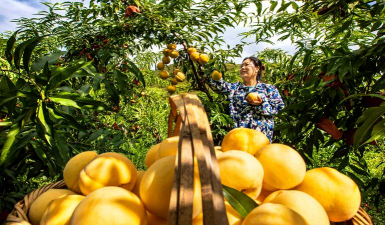 黄桃的栽培,掌握关键技巧,收获甜蜜果实 黄桃的栽培,掌握关键技巧,收获甜蜜果实
