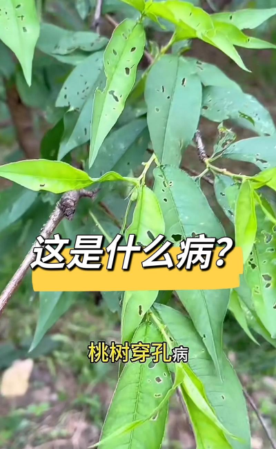 树流胶病的防治,找准病因,对症下药 树流胶病的防治,找准病因,对症下药