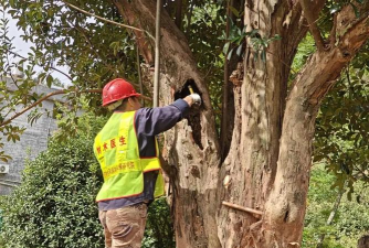 广东古树防治,常见问题解析,实用方法分享 广东古树防治,常见问题解析,实用方法分享