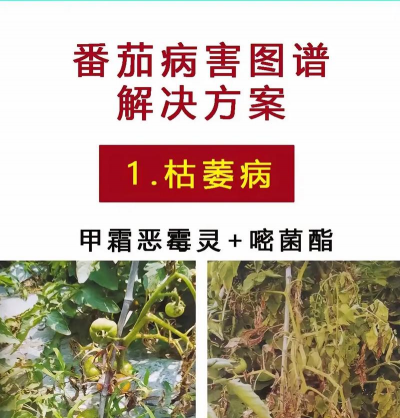 树蕃茄病防治,识别常见症状,掌握有效方法 树蕃茄病防治,识别常见症状,掌握有效方法