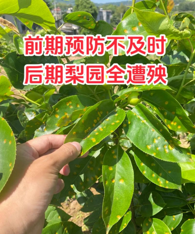 树锈病怎么防治,识别早期症状,采取有效方法 树锈病怎么防治,识别早期症状,采取有效方法