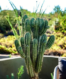 沙漠绿化房子设计,应对极端气候,打造宜居环境 沙漠绿化房子设计,应对极端气候,打造宜居环境