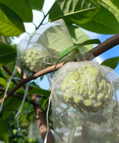 释迦树防治虫害,识别常见问题,掌握有效方法 释迦树防治虫害,识别常见问题,掌握有效方法