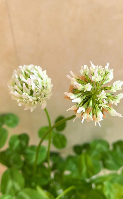 三叶草花怎么养,轻松上手,花开不断 三叶草花怎么养,轻松上手,花开不断