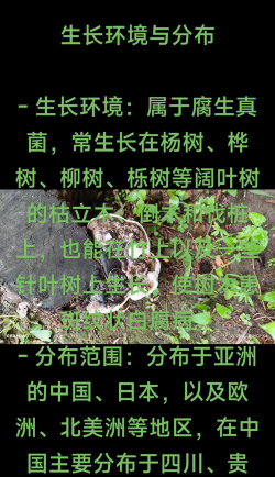 灵芝树怎么防治,常见问题分析,实用方法分享 灵芝树怎么防治,常见问题分析,实用方法分享