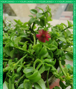 穿心莲怎么养才爆花,掌握关键技巧,轻松收获繁花 穿心莲怎么养才爆花,掌握关键技巧,轻松收获繁花