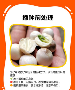 种子栽培技术,掌握关键步骤,轻松培育健康植株 种子栽培技术,掌握关键步骤,轻松培育健康植株