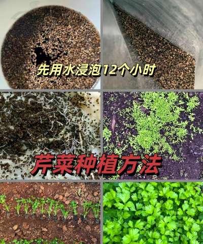 芹菜无土栽培技术,掌握关键步骤,轻松实现高产 芹菜无土栽培技术,掌握关键步骤,轻松实现高产