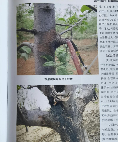 农业防治的树,常见问题解答,实用方法分享 农业防治的树,常见问题解答,实用方法分享