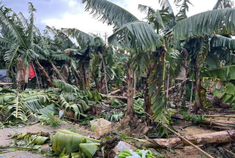 香蕉树台风防治,减少损失,保护果园 香蕉树台风防治,减少损失,保护果园