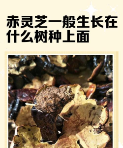 灵芝树如何防治,常见问题解析,实用方法分享 灵芝树如何防治,常见问题解析,实用方法分享