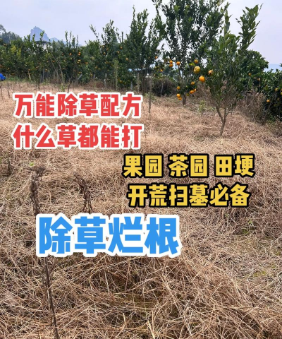 树地杂草防治,有效方法,实用技巧 树地杂草防治,有效方法,实用技巧