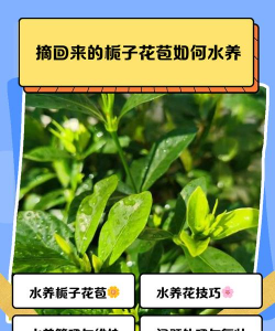 栀子花长苞了怎么养,花苞养护要点,避免掉苞技巧 栀子花长苞了怎么养,花苞养护要点,避免掉苞技巧
